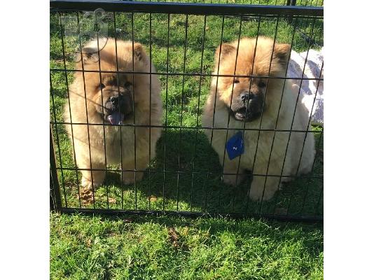 PoulaTo: Πολύ παιχνιδιάρικο Chow Chow Pups προς πώληση